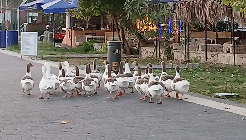 Denizde Yüzdüler, Kümese Kapatıldılar: Kazların Trajedi Dolu Hikayesi