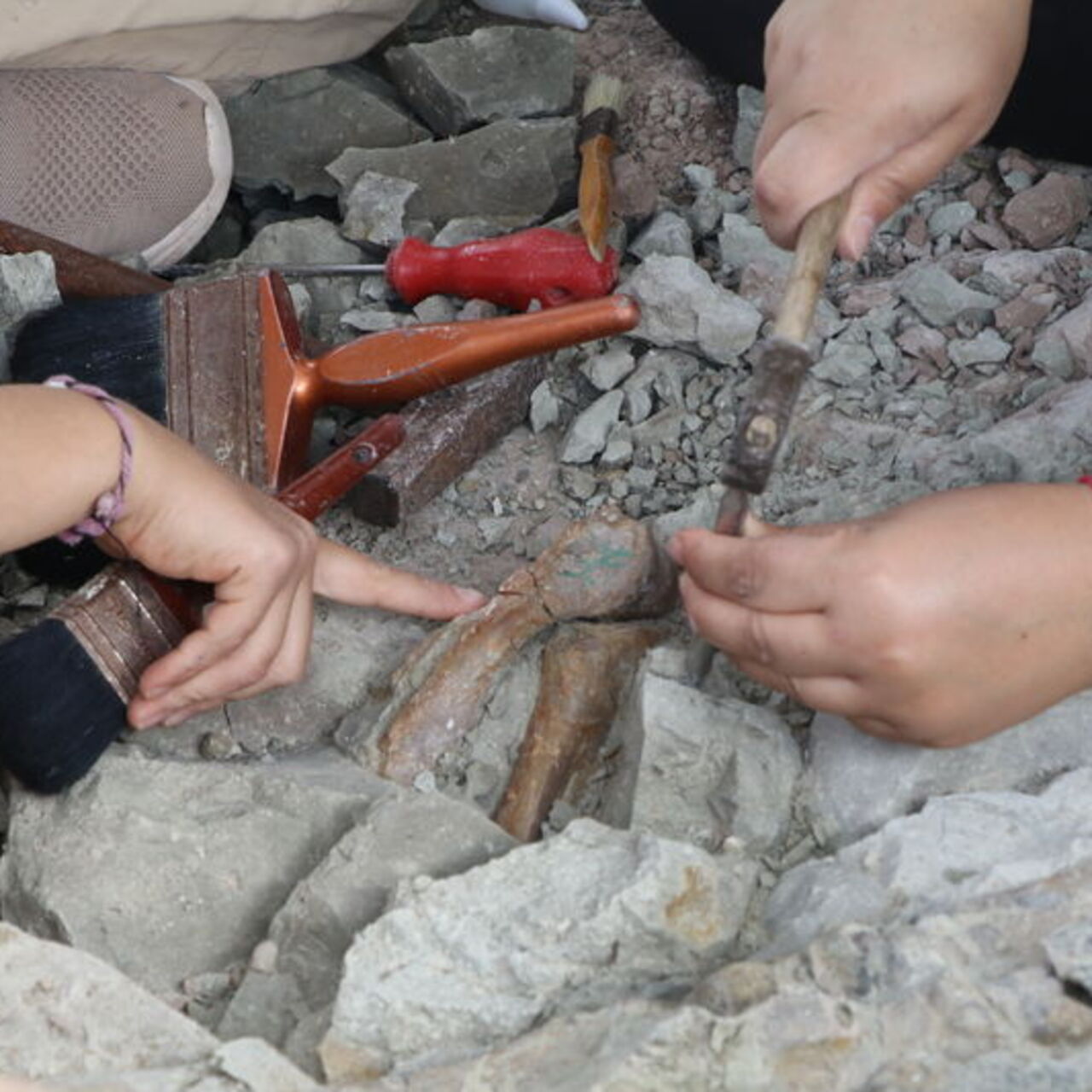 En Eskisi 9 Milyon Yıllık Fosiller Bulundu: Tarihe Işık Tutuyor