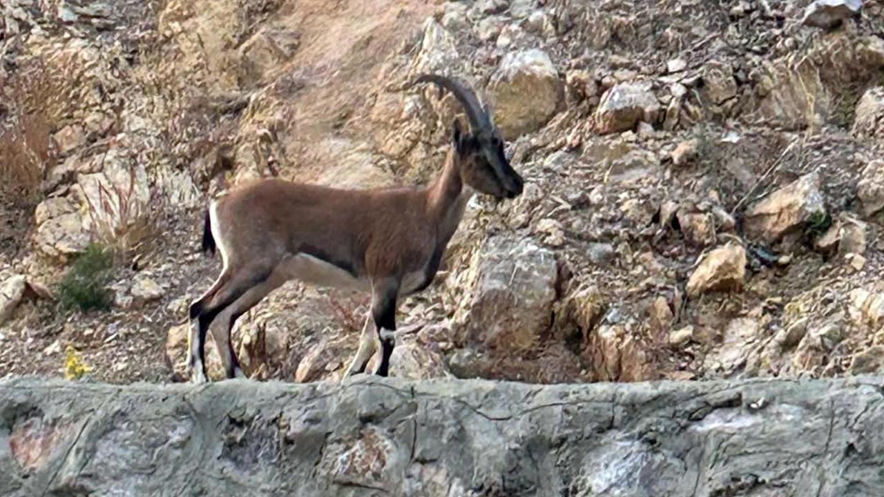 Yaban Keçisini Avlayan Kişiye Yüksek Cez