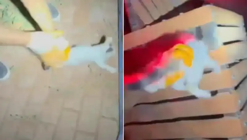 Gece Yarısı İtfaiye Ekibi Kedi Kurtarmak için Seferber Oldu