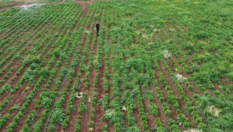 Kuraklık Marul Hasadını Tehdit Ediyor: Üreticiler Umutsuz!