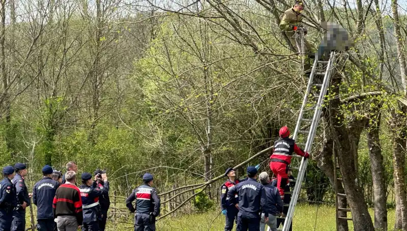Ağaç Budarken Kalp Krizi Geçirip Hayatını Kaybedenler: Çok Dikkat Edilmesi Gereken Bir Durum
