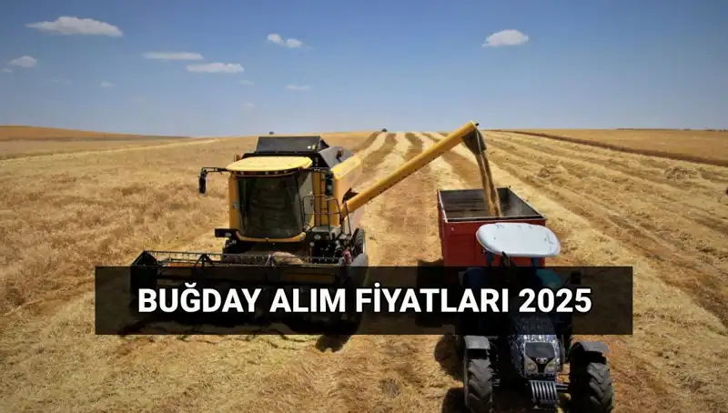 2025 Buğday Alım Fiyatları ve TMO Ödemeleri Ne Zaman Yapılacak?