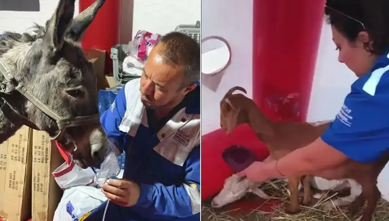 Yangın Sonrası Eşeğe Uygulanan Oksijen Maskesi Gözleri Yaşarttı