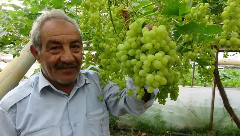 Zirai Don Olayı Meyve Fiyatlarını Sarsıyor: İlk Ürünler 250 TL'den Satışta