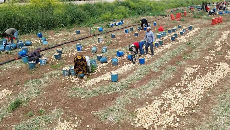 Soğan Hasadı Başladı, Pazar Fiyatları Dramatiik Şekilde Düşüş Gösterdi!