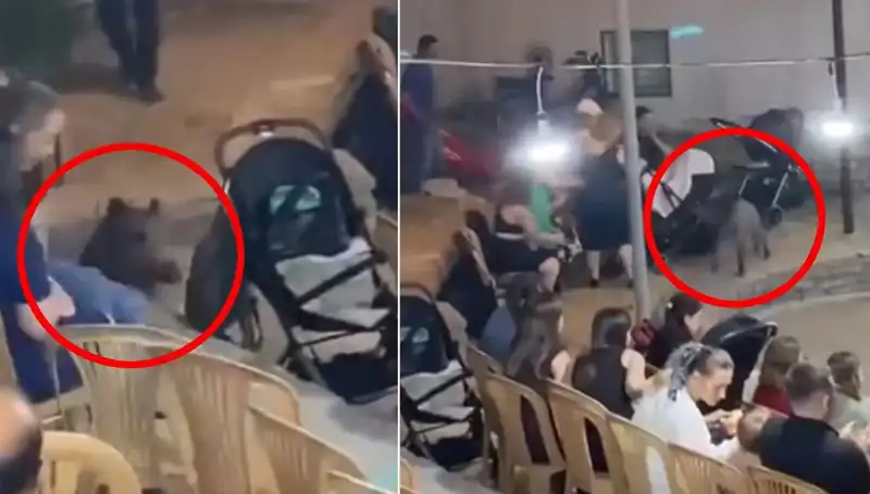 Düğün Davetiyelerini Korkutan An: Yaban Domuzu Gözaltında!