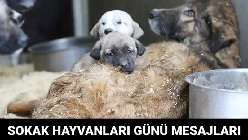 Dünya Sokak Hayvanları Günü: Hayvanları Unutmayalım, Onlara Sahip Çıkalım