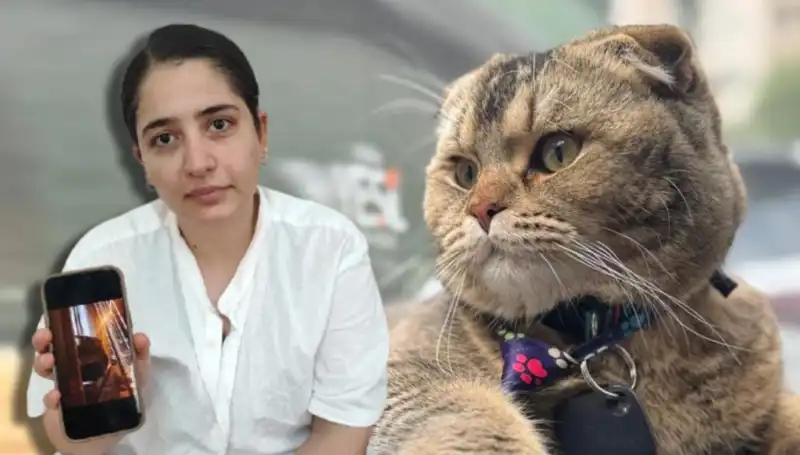 Evliliğin Kaderi Kediye Bağlı: Boşanma Tehlikesiyle Yüz Yüze