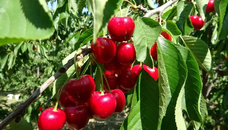 Hasadı Başlayan Çay: Çay Bardağına Sığmayan Lezzetler