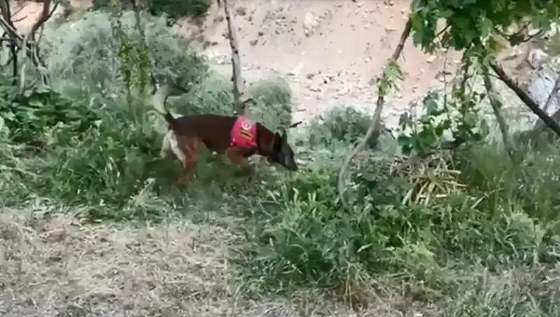 Dere Kenarında Gizlenen Esrarı Dedektör Köpek Buldu: Olayın Ayrıntıları