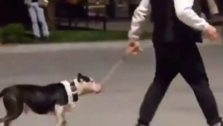 Ağızlıksız Pitbull, Diğer Köpeklerin Üzerine Salındı: Sahibine Cezalı Şok!
