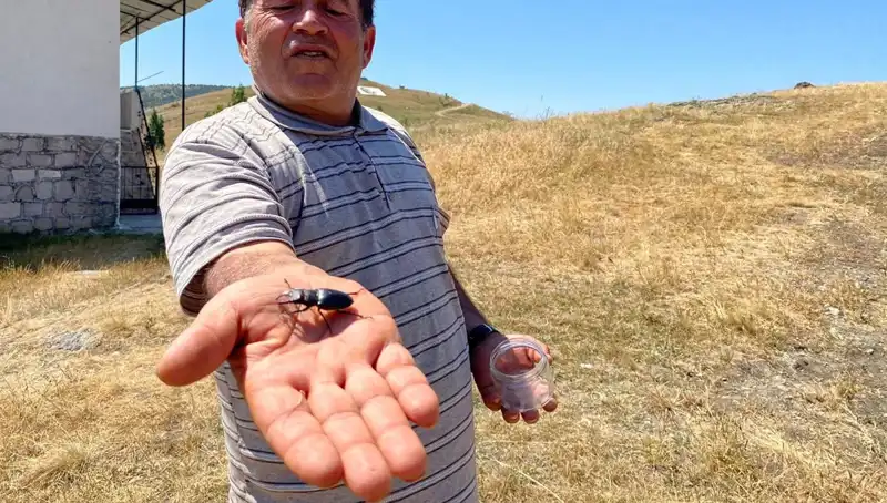 Sivas'ta Görülen Bu Böceği Öldürmenin Cezası 557 Bin TL Mi?