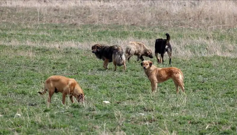 Ankara'da Sahipsiz Köpekler İçin Yeni Yönetmelik: Cezalar 71 Bin Lira'ya Çıkıyor