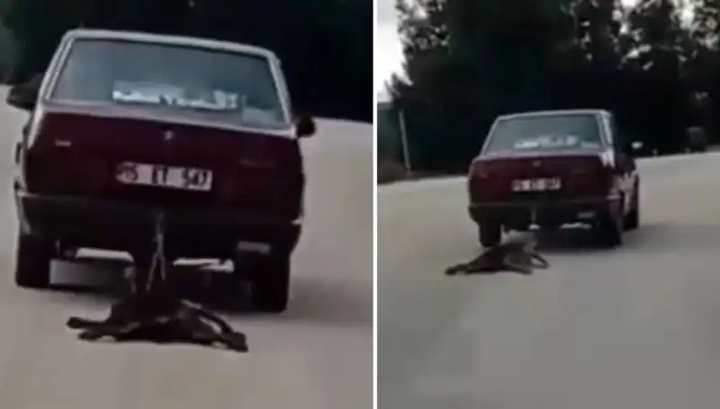 Otomobilin Arkasına Bağlı Köpeğin Dramı Sosyal Medyada Gündem Oldu