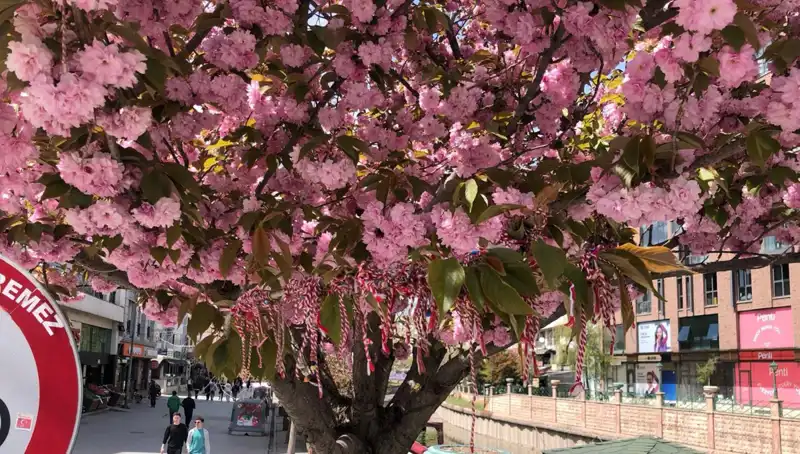 Süs Erik Ağacına Bağlanan Martenitsa Geleneği: Neden ve Nasıl Yapılıyor?