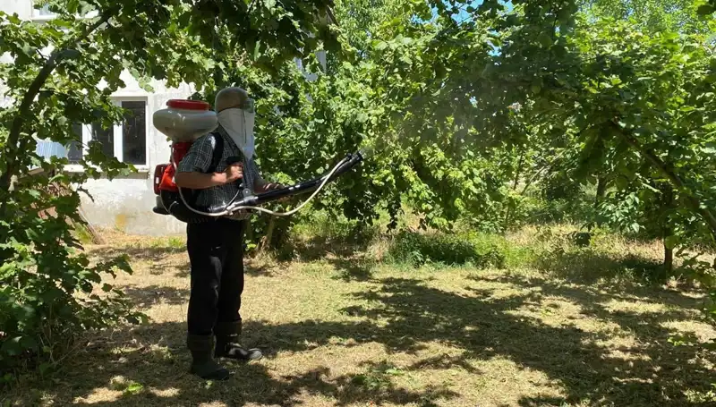 Çiftçiler Kükürt ve Samuray Arısı ile Mücadelede Yeni Bir Umut Arıyor