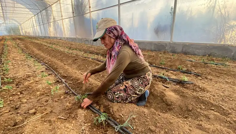 Fideler Toprakla Buluştu: Genç Çiftçilerin Azmi Göz Dolduruyor