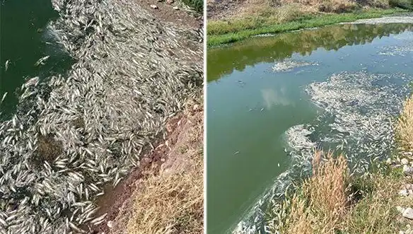 Karasu Çayı'nda Balık Ölümleri: Nedenleri ve Çözüm Önerileri