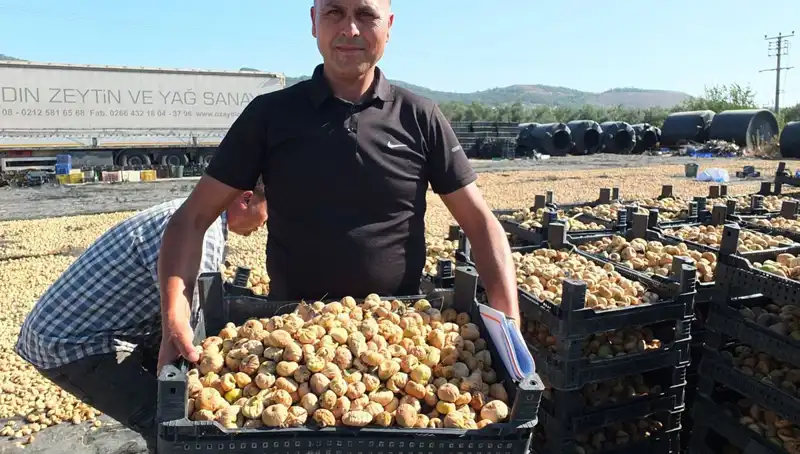 Balıkesir'de Hasat Sezonu Açıldı: İhracatta Çin ve Rusya İlgisi Artıyor