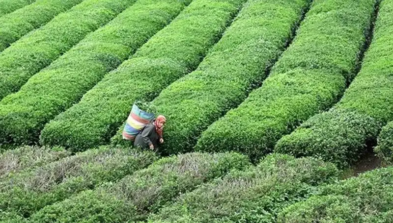 ÇAYKUR, Bayramda Yaş Çay Alımına Devam Ediyor: Çiftçilere Müjdeli Haber