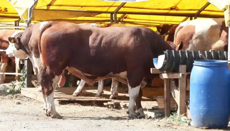 Kurban Pazarlarında Hareketlilik: İhtiyaç Sıkıntısı ve Fiyat Dalgalanmaları