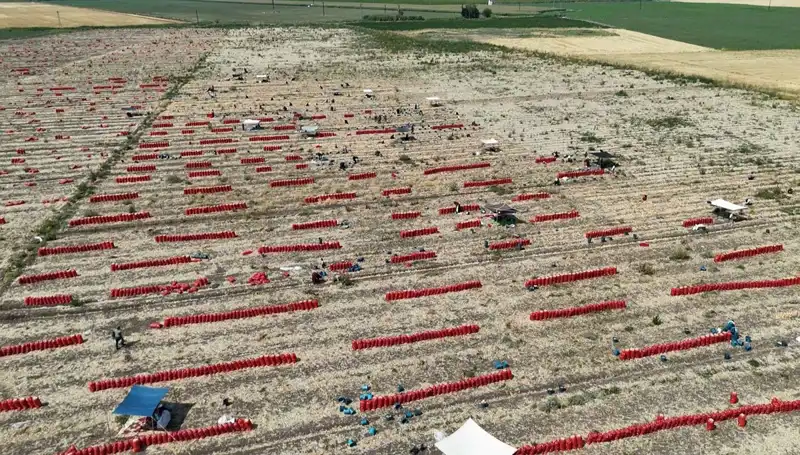 Tarlada Domates Fiyatları 5 TL'ye Düşerken Çiftçilerin Sıcak Mücadelesi