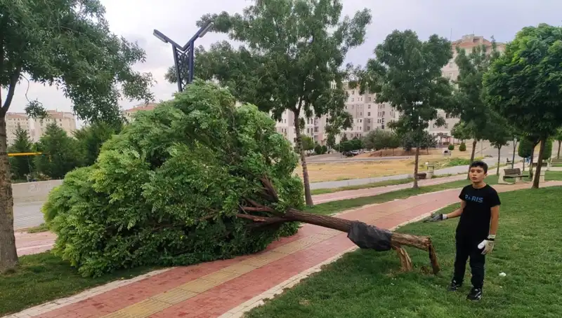 Batman'da Şiddetli Rüzgar, Ağaçları Kökünden Söküp Attı