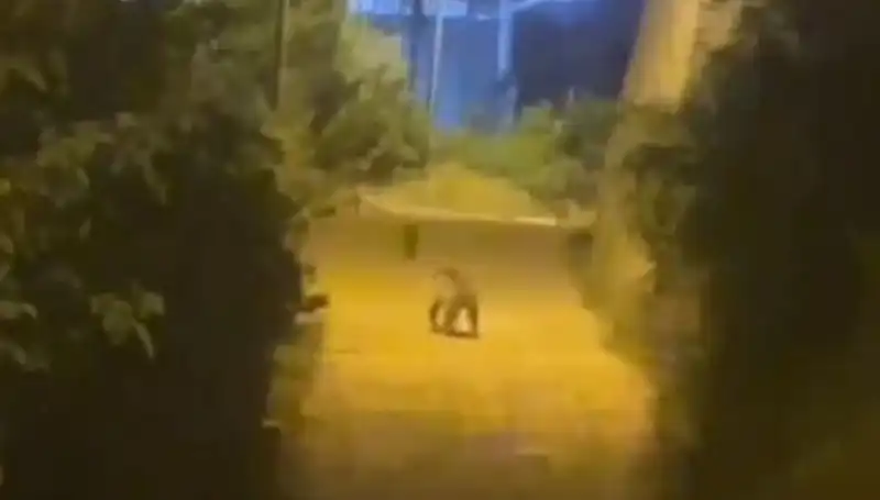 Gümüşhane'de Şehir Merkezine Ayı İndikçe Halk Panik Oldu!