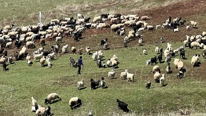 Çoban Krizi Büyüyor: 70 Bin Lira Maaşı Reddeden Çobanlar Ne İstiyor?