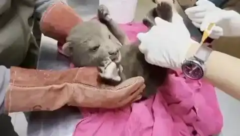 Karabük'te Yavru Bozayı Bulundu: Doğal Yaşamda Şaşırtan Gelişme!