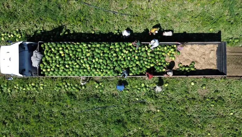Bafra Ovası'nda Tarihi Karpuz Rekoltesi: 94 Bin 500 Ton Beklentisi