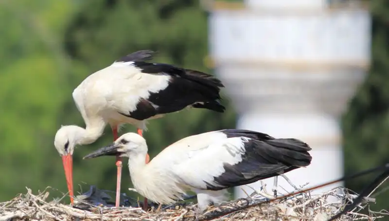Leylek Köyü: Yaren Leyleği Kıskandıran 8 Kat Fazla Yuva Var!