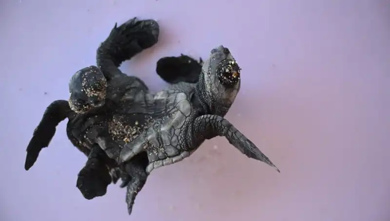 ** Doğanın Sırları: Siyam İkizi Caretta Carettalar Fırtına Gibi Ortaya Çıktı!**