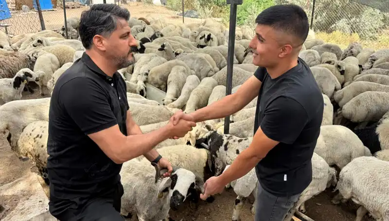Kurbanlık Seçerken Yapılan Hileler: Tuz ve Sumak ile Koyun Şişkinliği