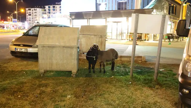 Yolda Bırakılan "Mor Karaman" Koyunları Terk Edildi: Neler Oluyor?