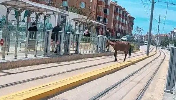 Eskişehir'de Tramvay Raylarında Başını Neyle Buluşturan O At Merak Uyandırdı!