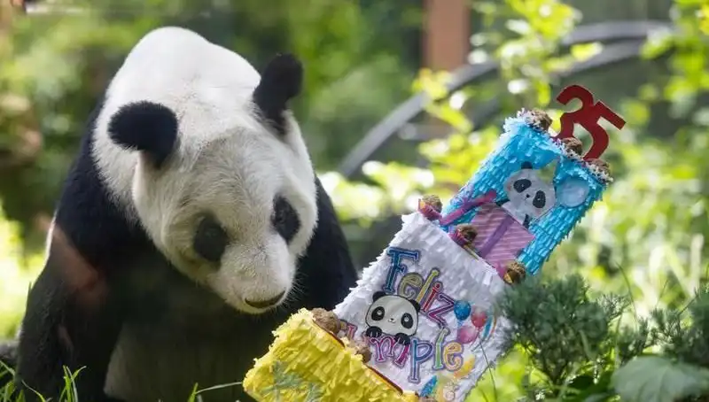 Dev Panda Xin Xin 35 Yaşında: Kutlamalar ve Anılarla Dolu Bir Gün