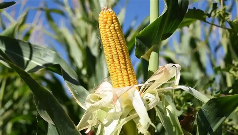 Mısır İthalatında Yeni Dönem: Ticaret Politikaları Yeniden Şekilleniyor