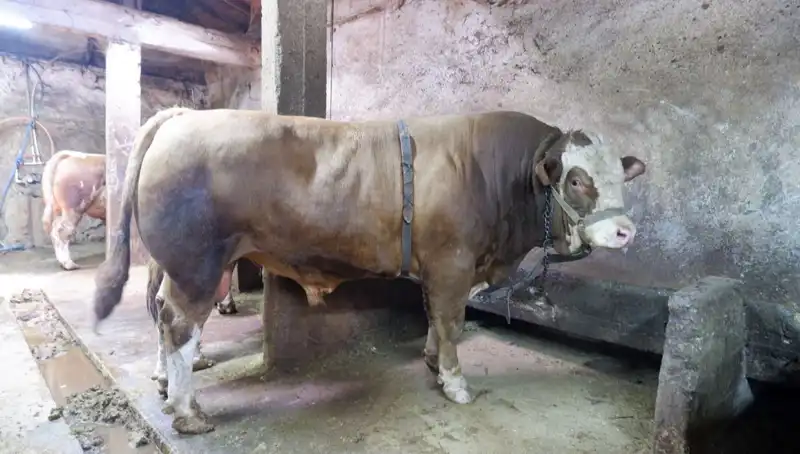 1 Ton 200 Kilo Milyonlarca Lira Değerinde Eşya Yıldızını Buldu!