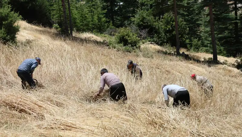 Teknolojinin Unuttuğu Tarla: Ellik ve Orakla Hasat Süreci Başlıyor