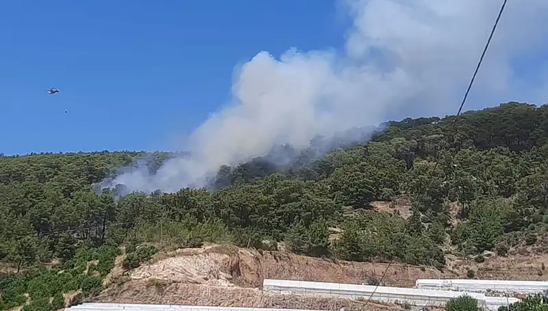Kumluca'da Orman Yangını: Yangının Sebebi ve Etkileri Neler?