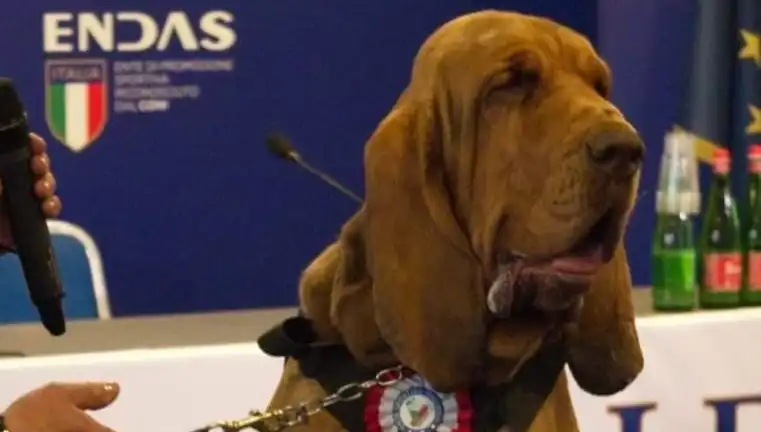 Arama Köpeğine Yapılan Suikast: Çivili Sosisle Hayatını Kaybetti