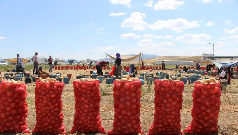 Amasya Elması, Avrupa ve Rusya Pazarında Tüketiciyle Buluşuyor!