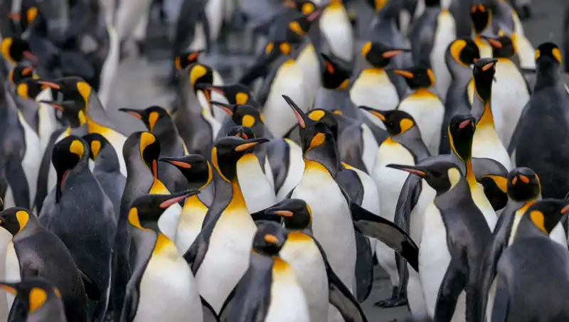 Gümrük Vergisi Şoku: Penguenler Trump'ın Hedefinde Mi?