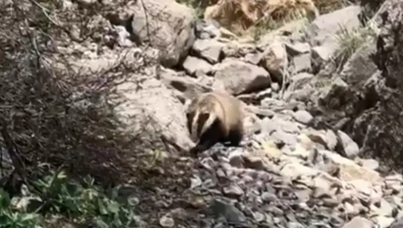 Batman'da Görülen Nesli Tükenmekte Olan Hayvan: Doğanın Son Kalan Mucizelerinden Biri