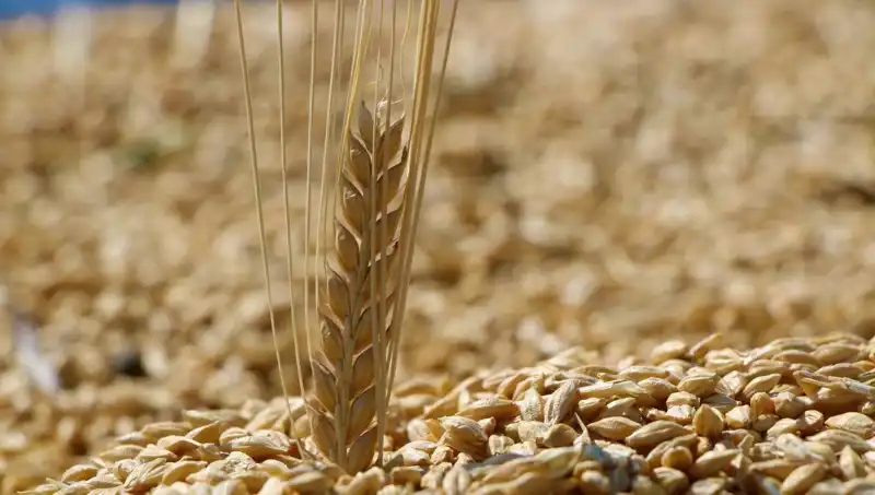 2025 TMO Buğday Satış Fiyatları: Arpa ve Yulafda Yeni Dönem Başlıyor!
