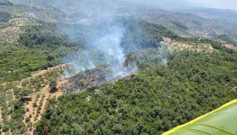 Aydın'da Orman Yangını: Doğa Felaketi ve Mücadele Süreci