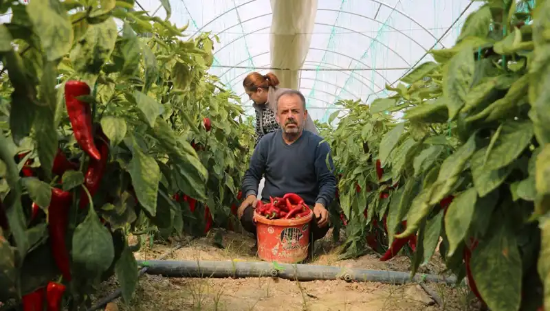 Fiyat Artışı Büyüyor: 50 TL Olan Ürün Şimdi 80 TL!