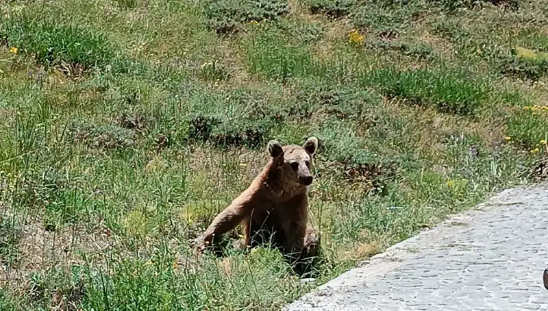 Nemrut’a Yolculuk Yapacaklara Bozayı Uyarısı: Dikkat Edilmesi Gerekenler